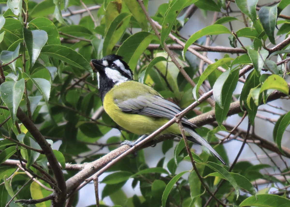 Eastern Shrike-tit - ML616610756