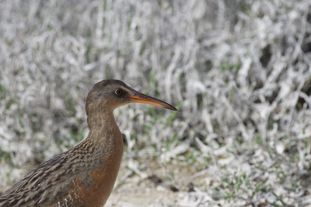 Ridgway's Rail (Light-footed) - ML616610775