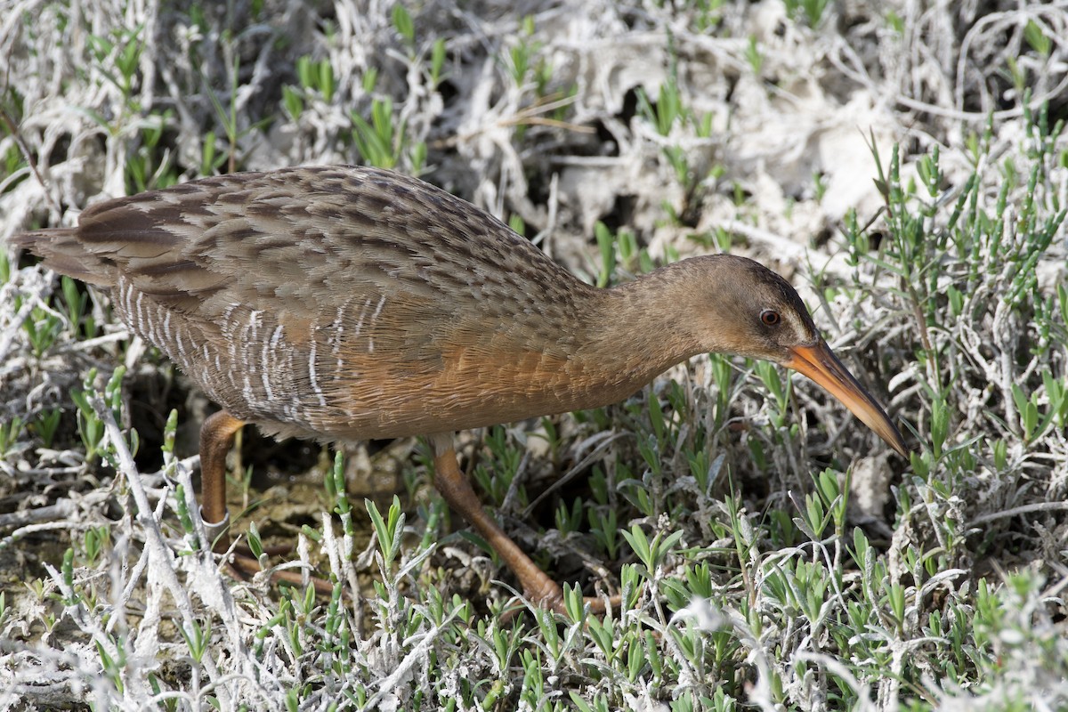 Ridgway's Rail (Light-footed) - ML616610777