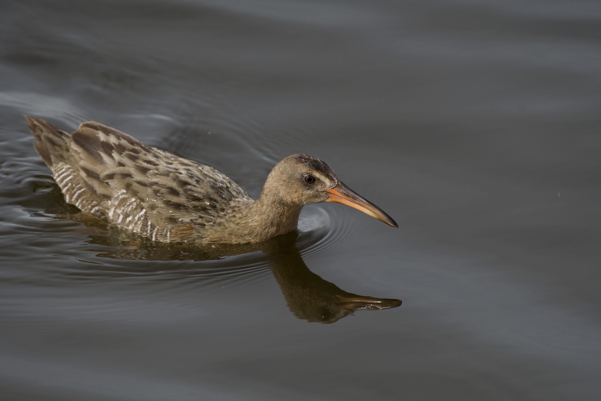 Ridgway's Rail (Light-footed) - ML616610778