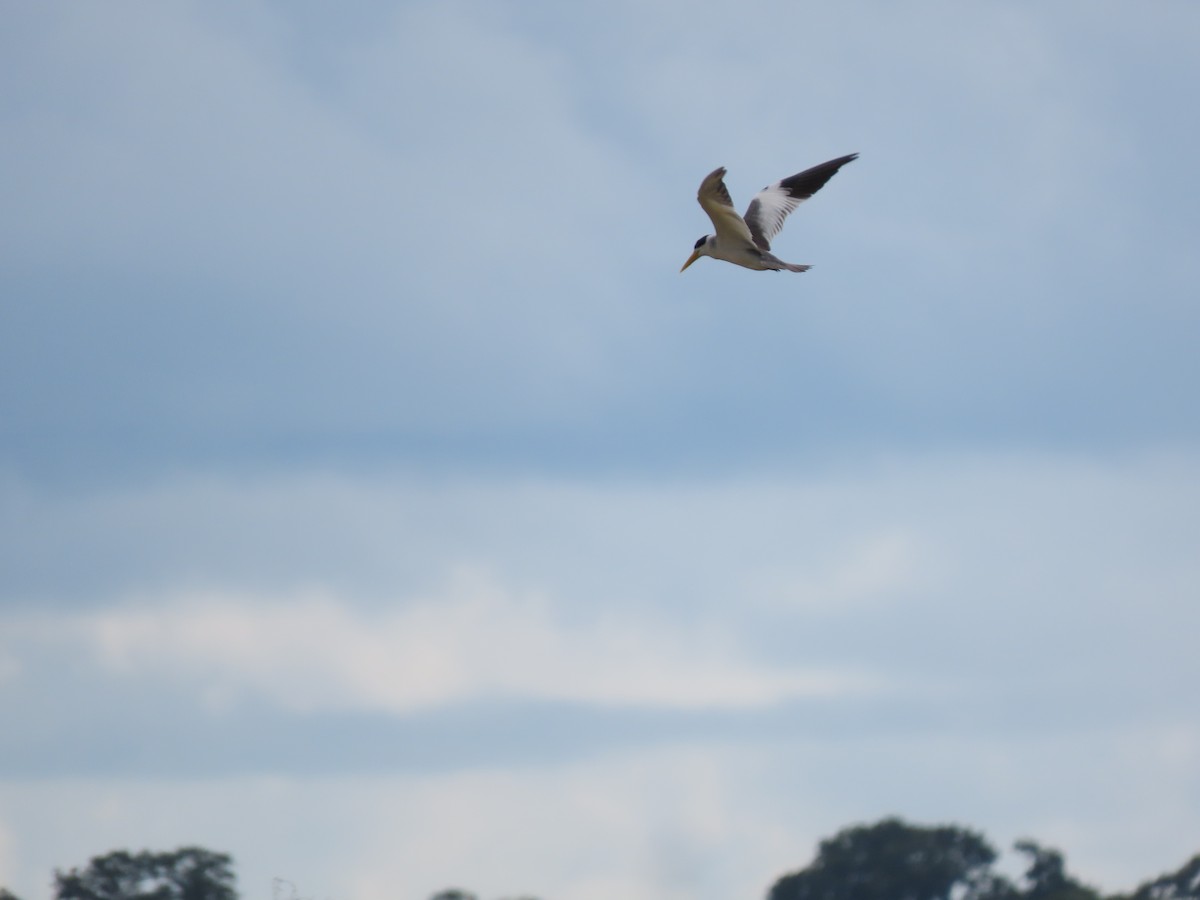 Large-billed Tern - ML616610811