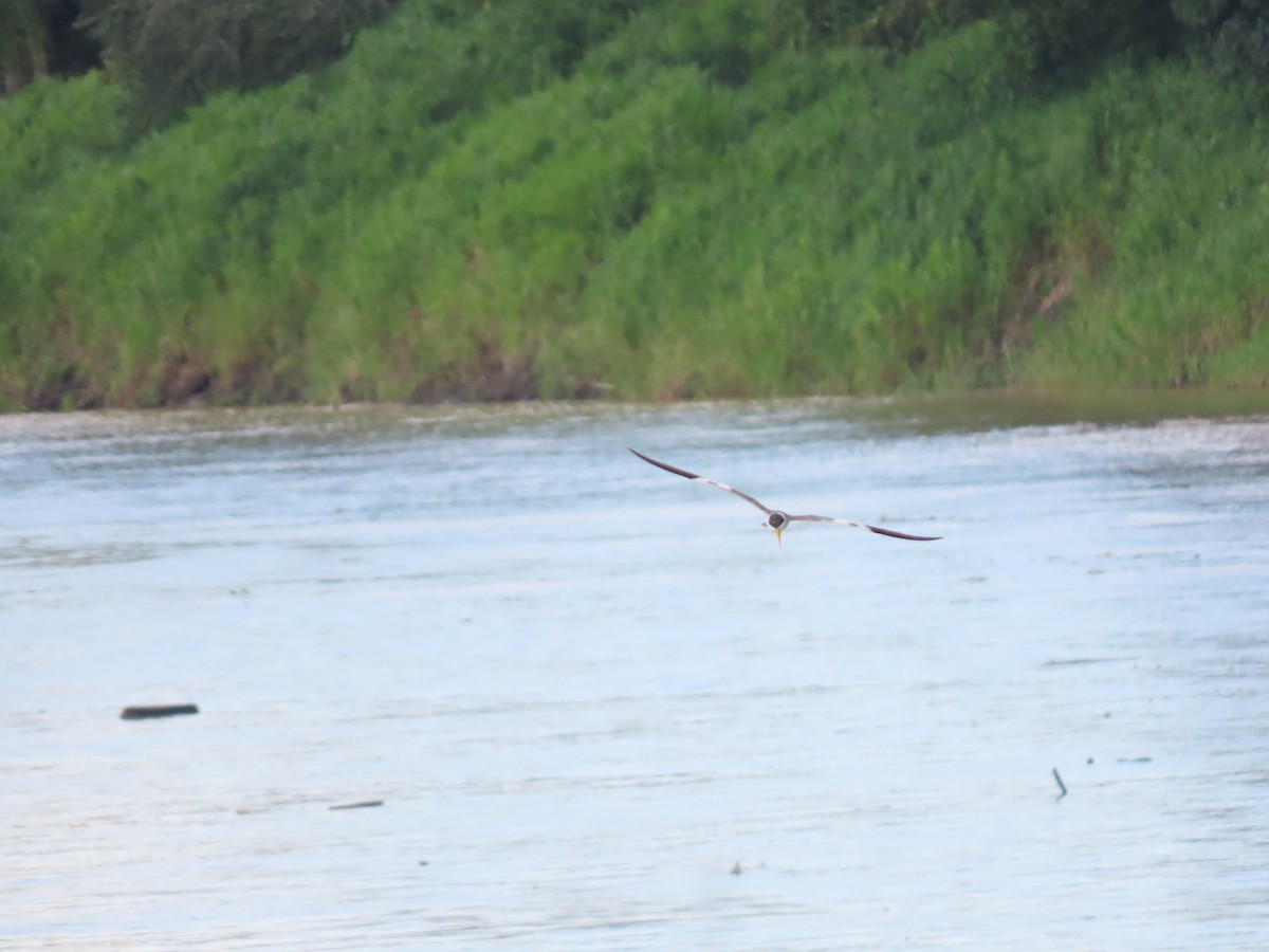 Large-billed Tern - Cristian Cufiño