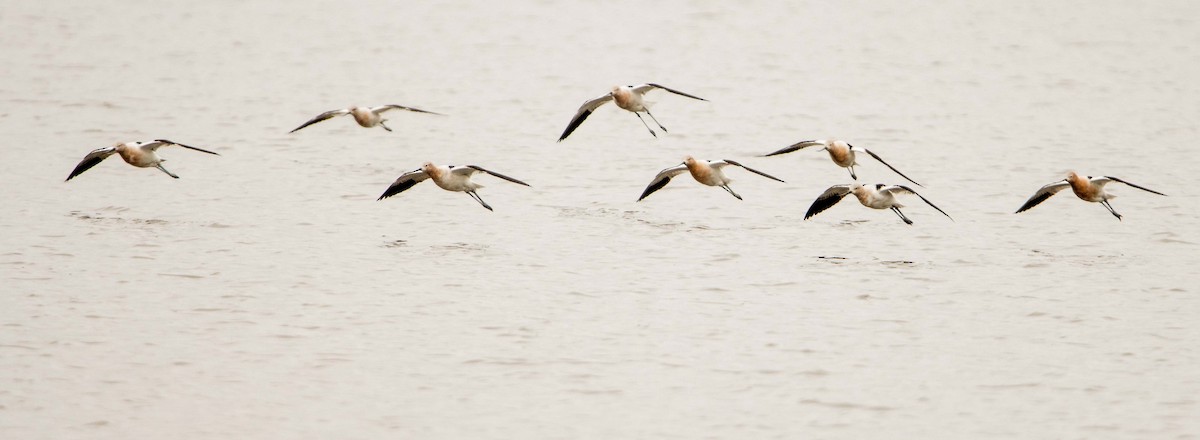 American Avocet - Jerry Chen