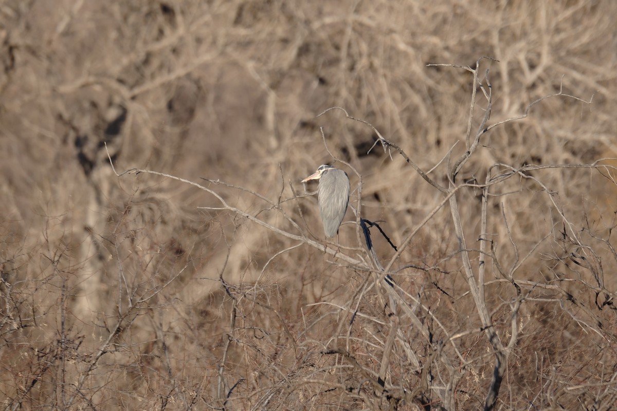 Great Blue Heron - ML616610876