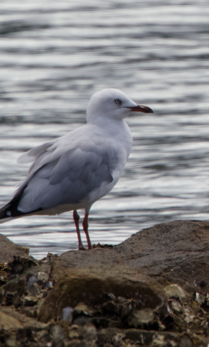 Silver Gull - ML616610877