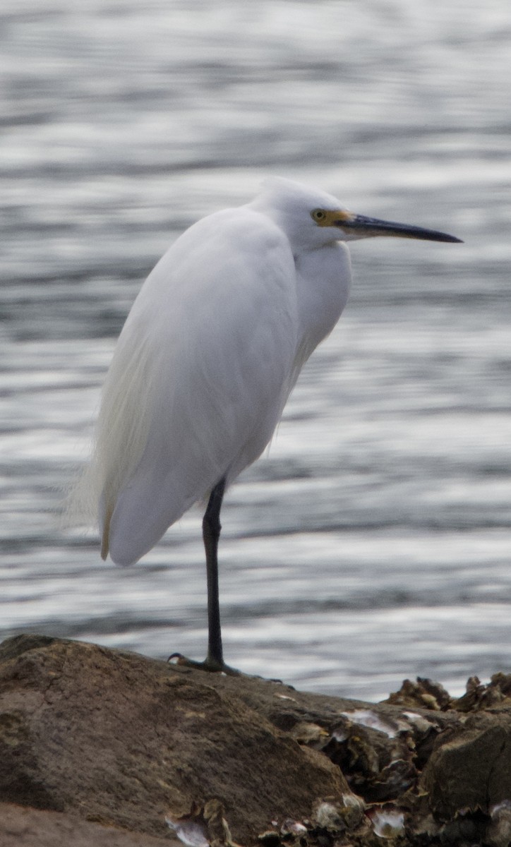 Little Egret - ML616610897