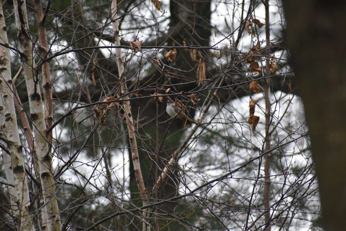 Ash-throated Flycatcher - ML616610902