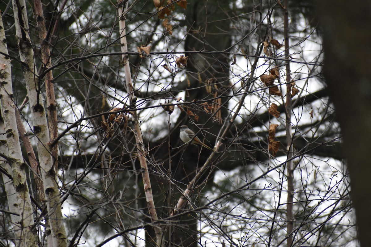 Ash-throated Flycatcher - ML616610905