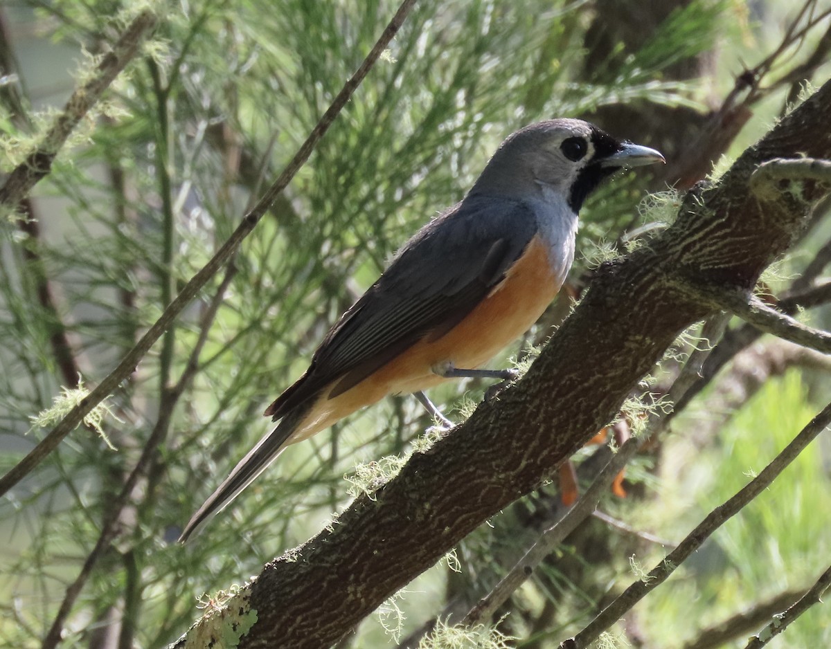 Black-faced Monarch - ML616610915