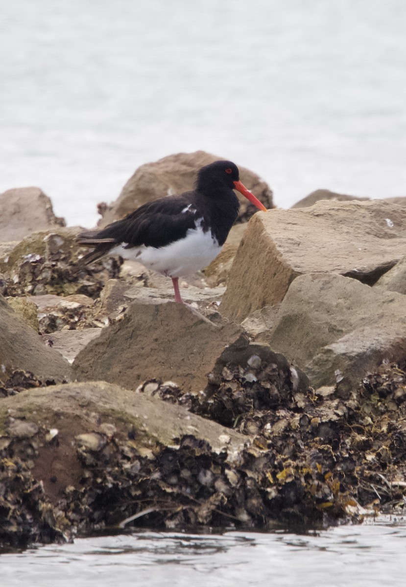 Pied Oystercatcher - ML616610921