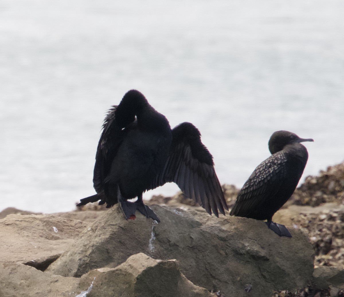 Little Black Cormorant - ML616610936
