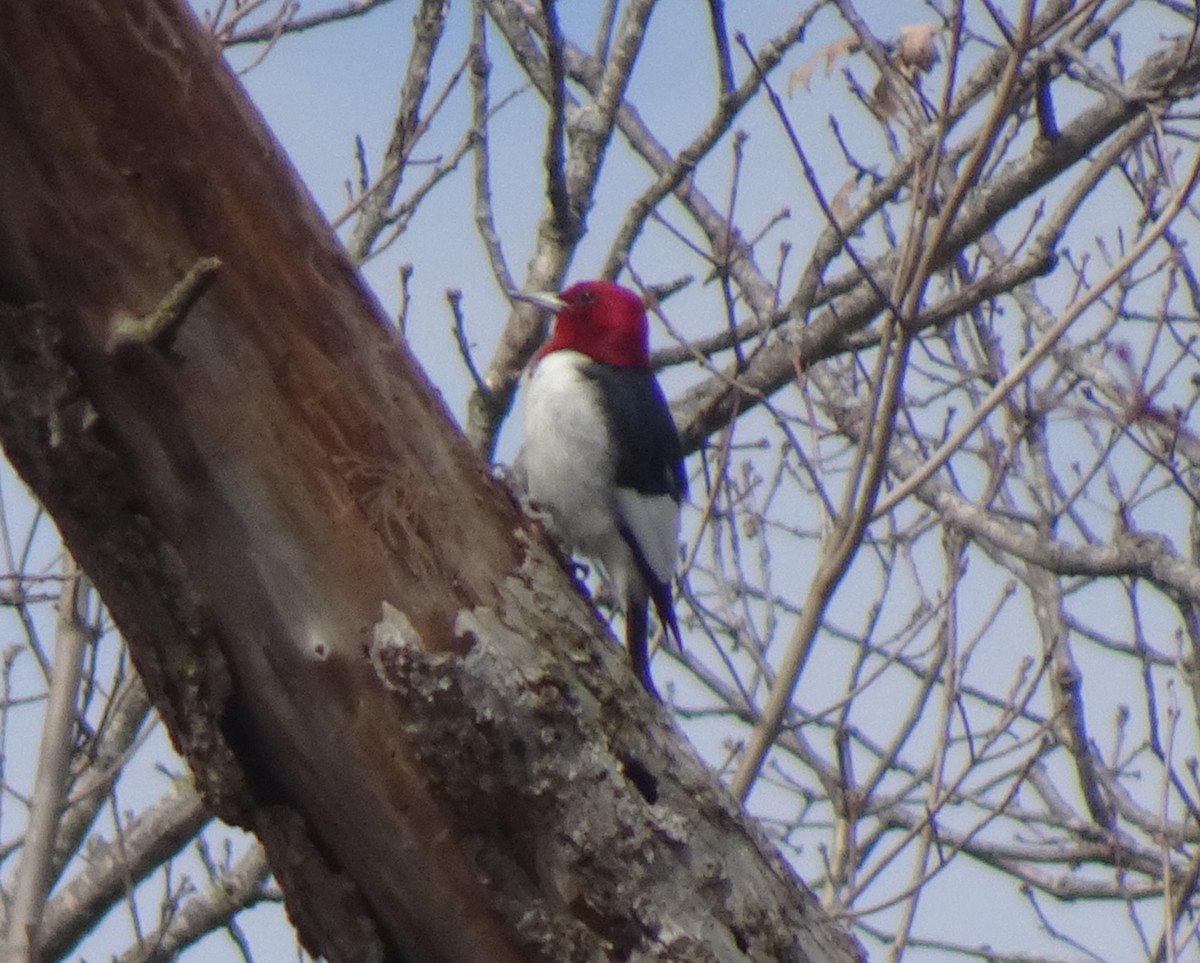 Red-headed Woodpecker - ML616610958