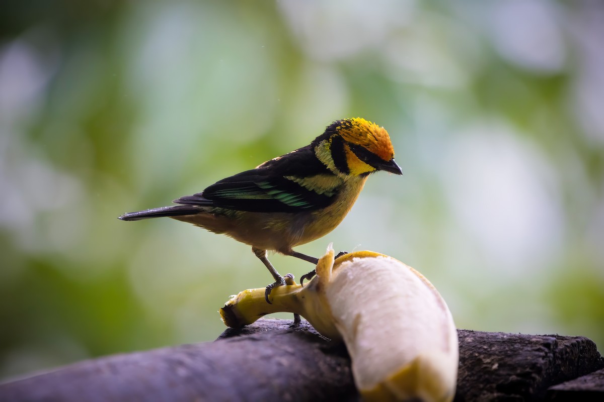 Flame-faced Tanager - Briana Fisher