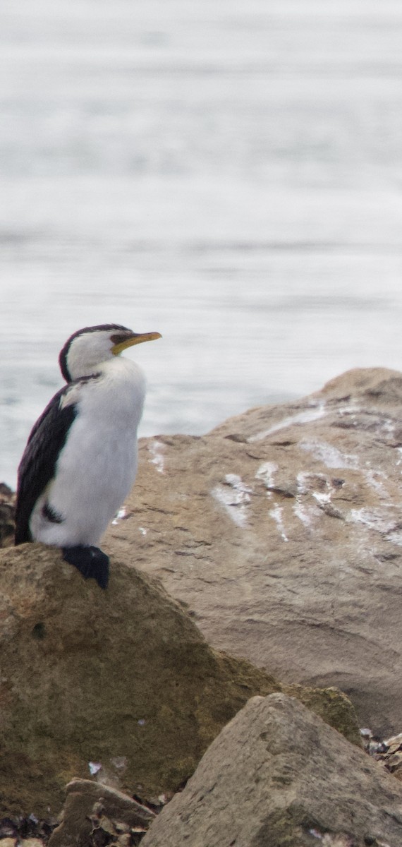 Little Pied Cormorant - ML616610961