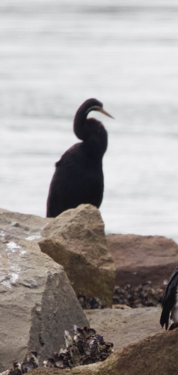Australasian Darter - ML616610990