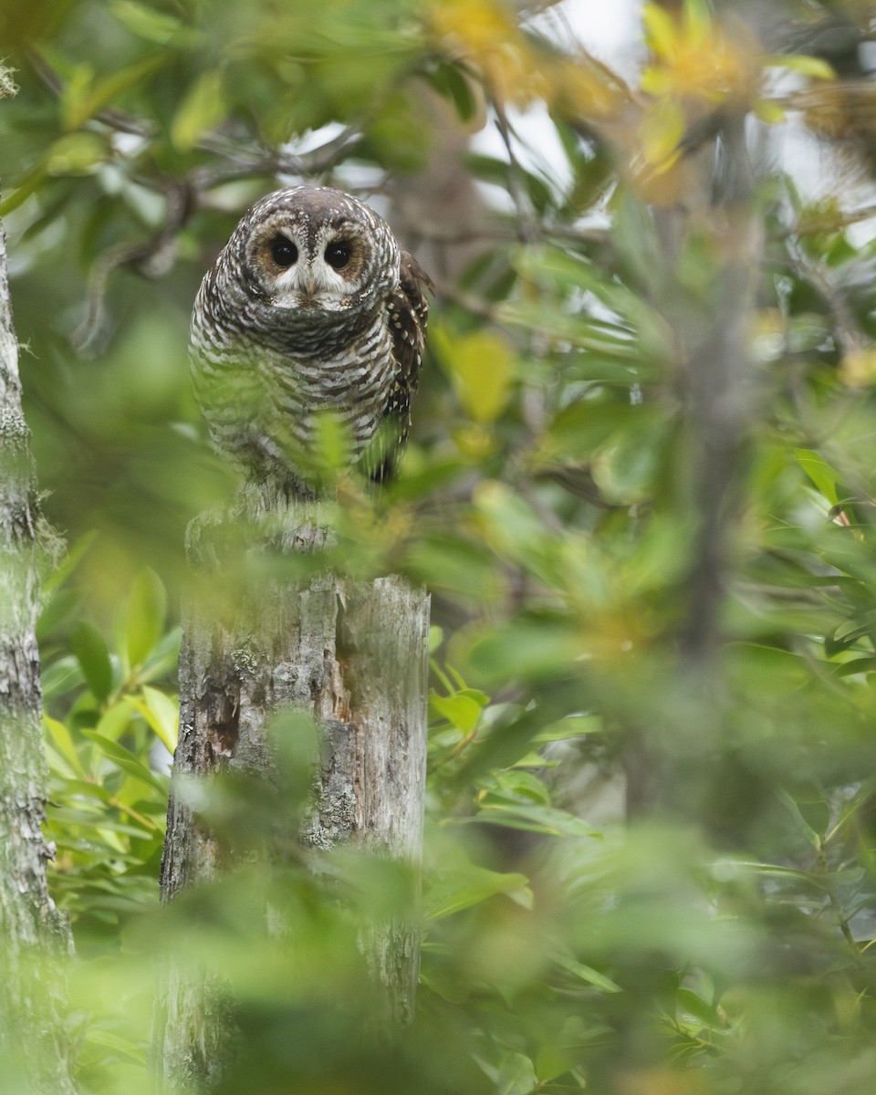 Rufous-legged Owl - ML616611004