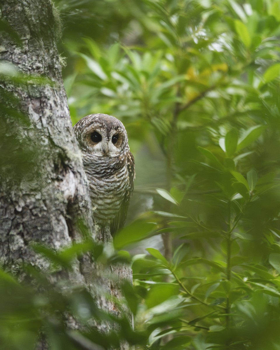 Rufous-legged Owl - ML616611005