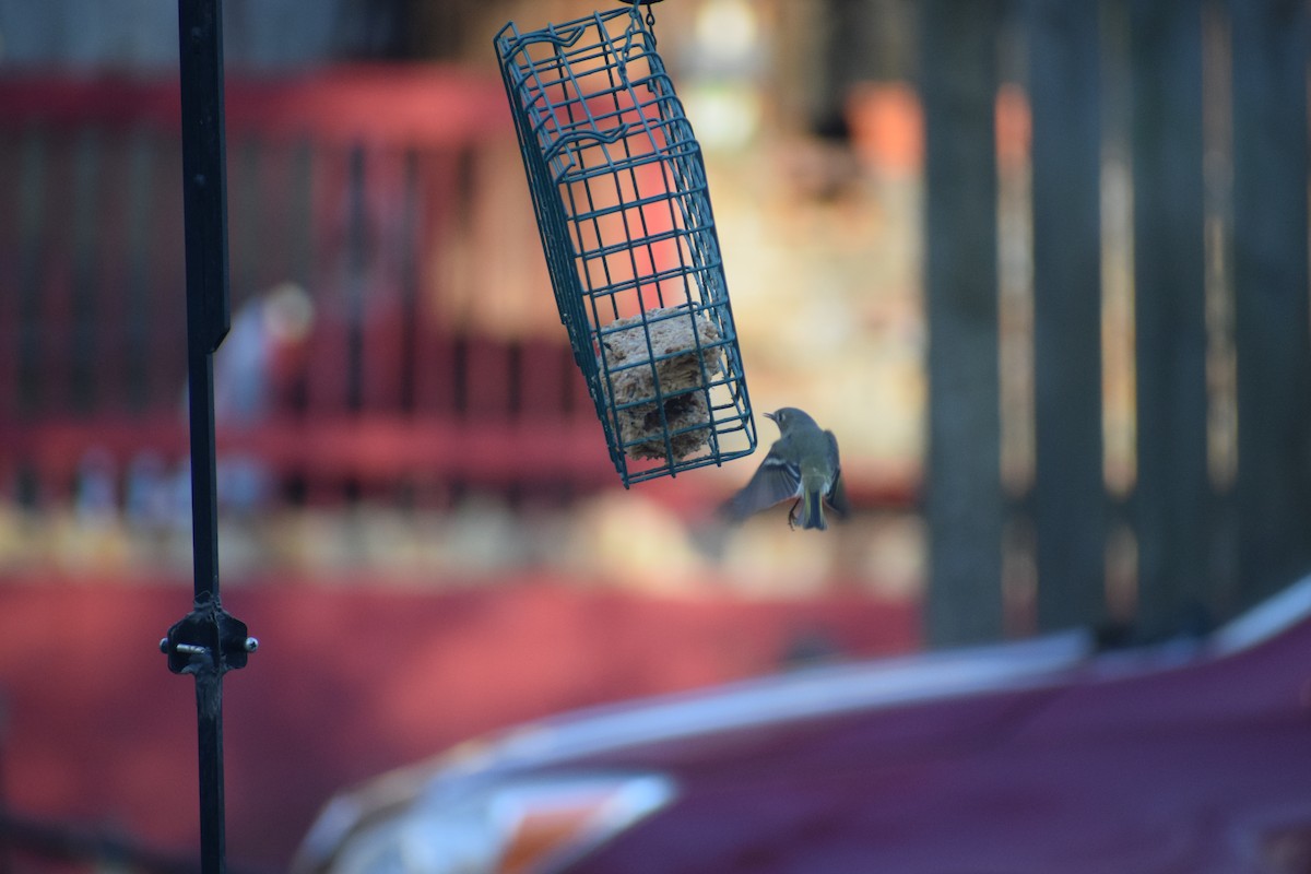 Ruby-crowned Kinglet - Pamela Carney