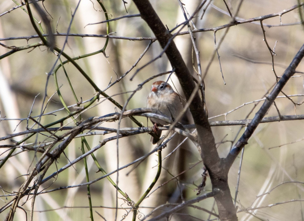 Field Sparrow - ML616611009