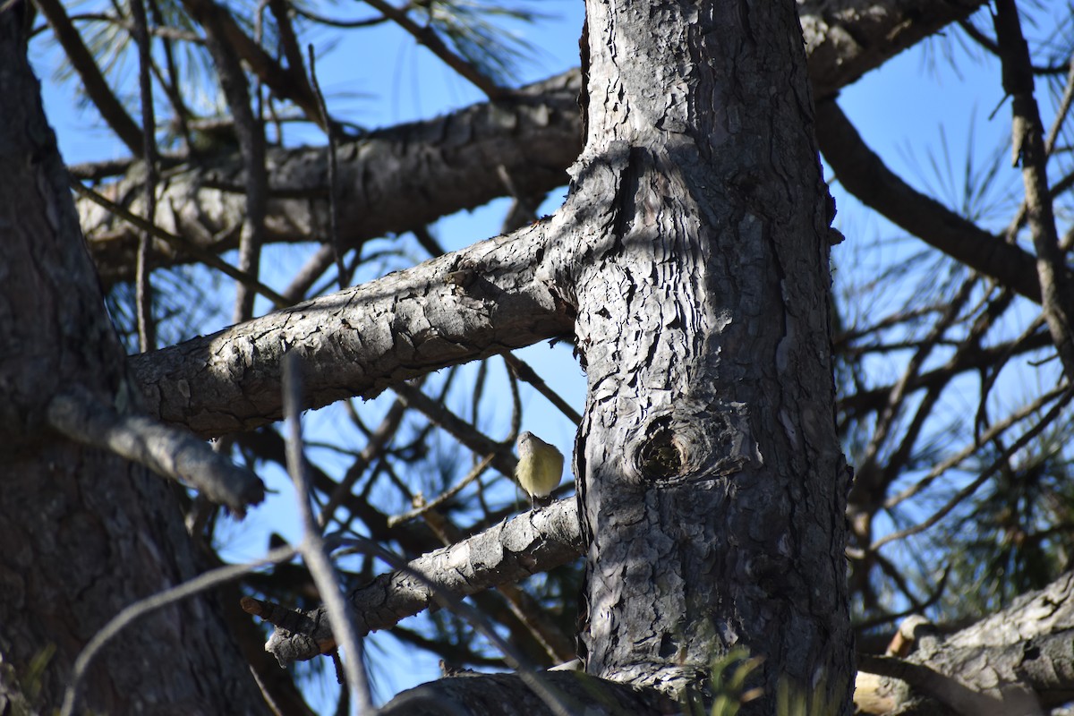 Orange-crowned Warbler - ML616611019