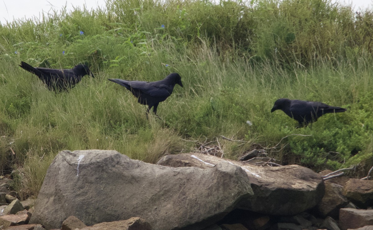 Forest Raven - ML616611024
