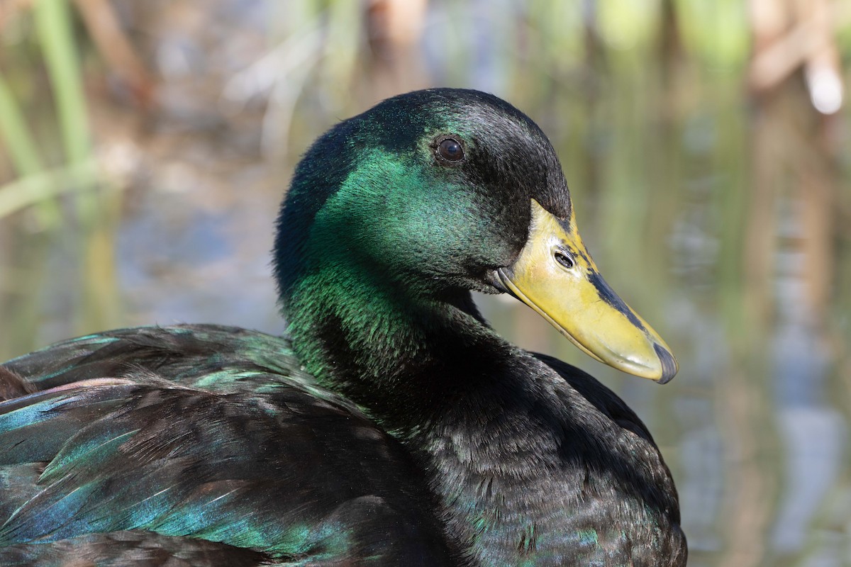 Mallard (Domestic type) - Susan Elliott