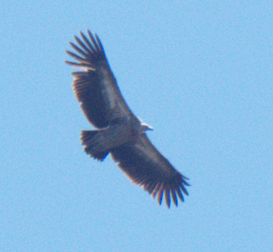 Himalayan Griffon - ML616611035