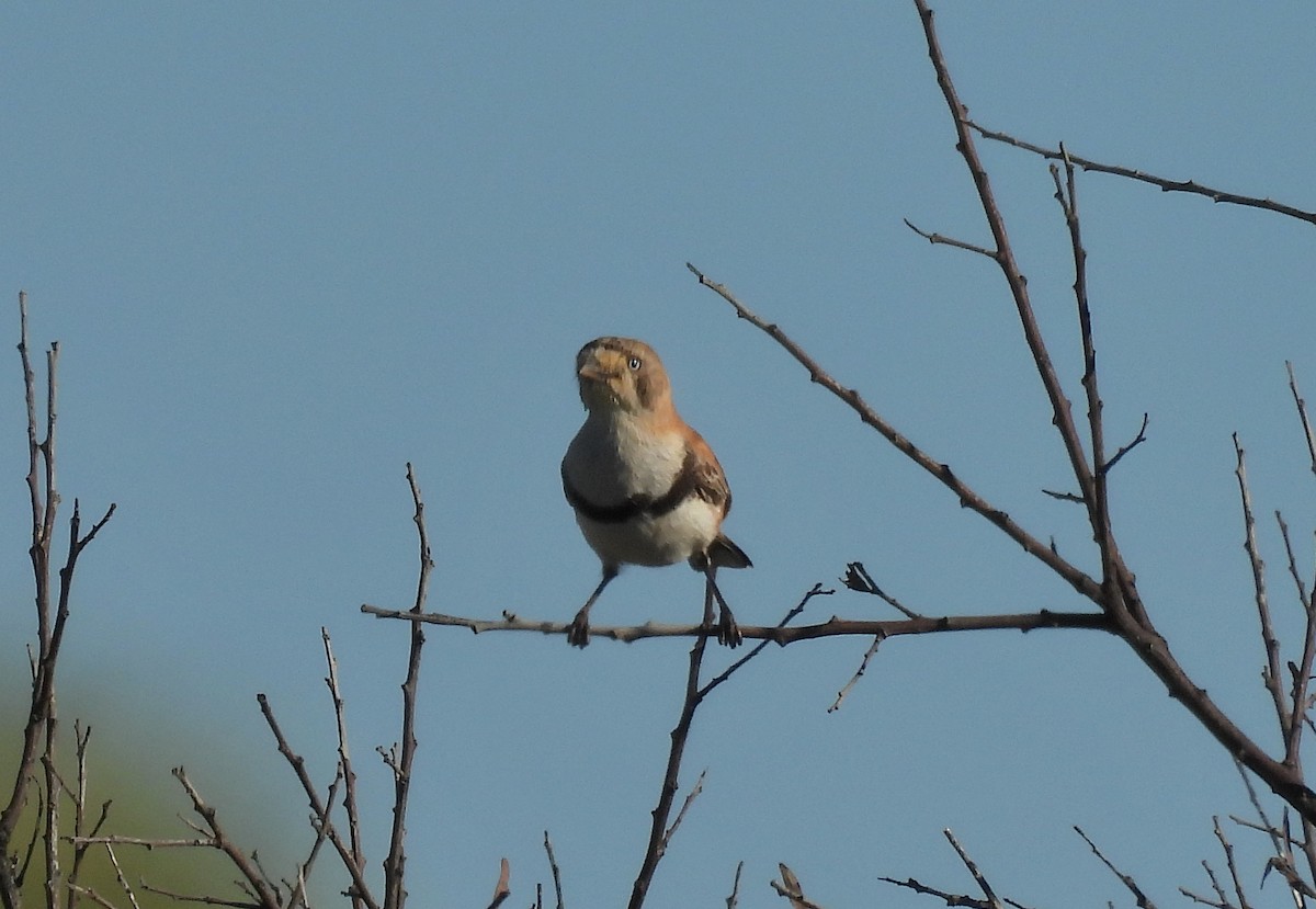 Banded Whiteface - ML616611040