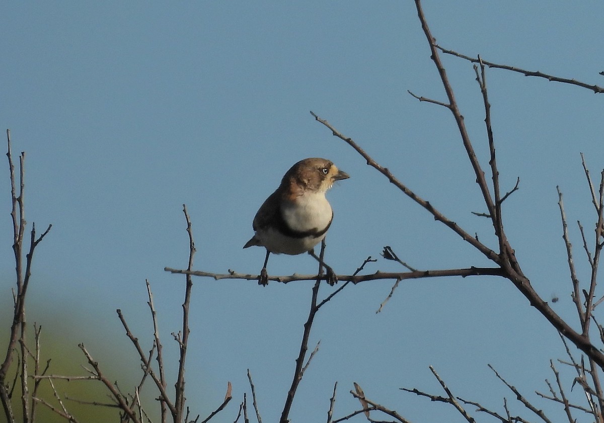 Banded Whiteface - ML616611041