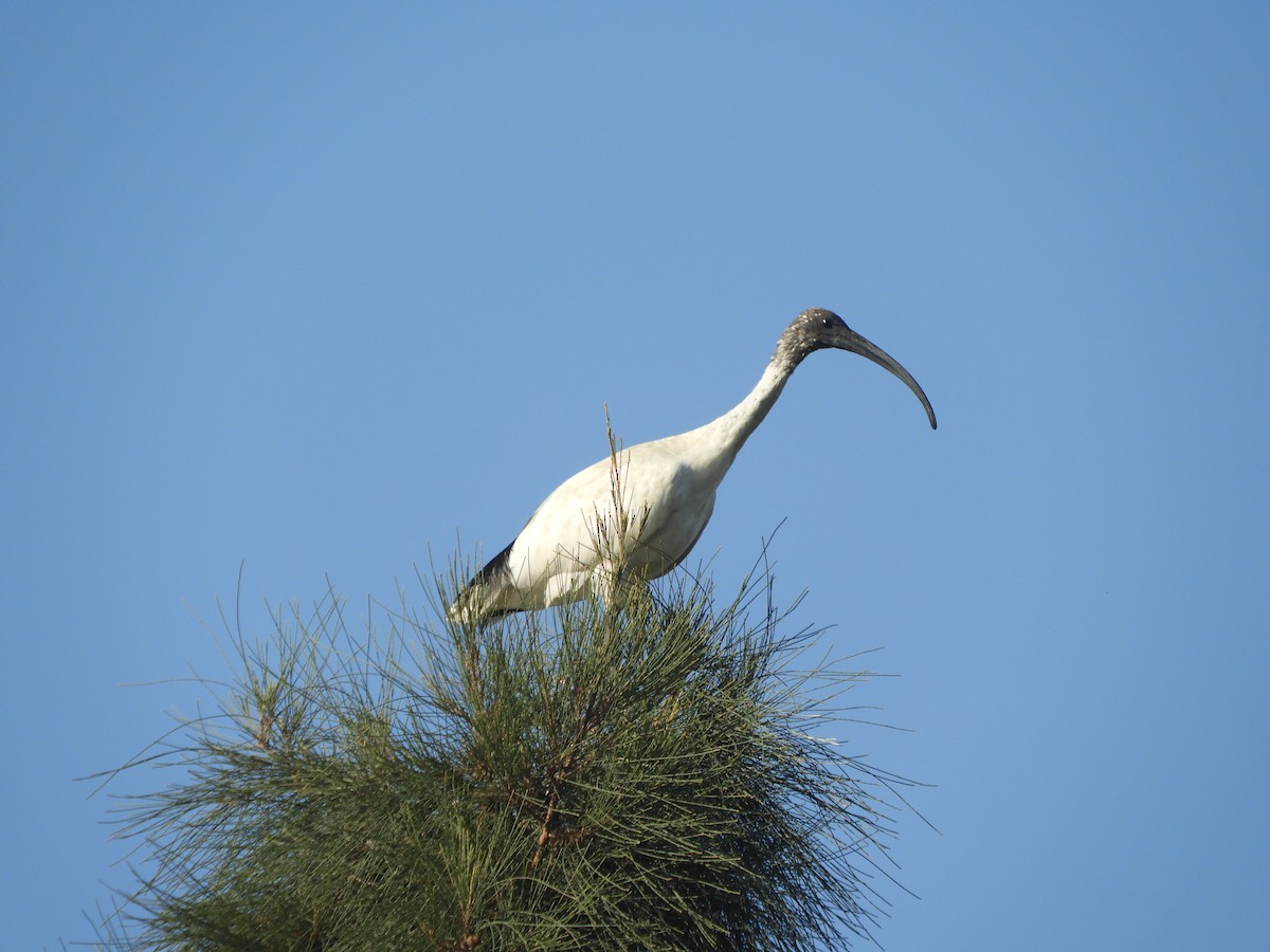 Australian Ibis - Charles Silveira