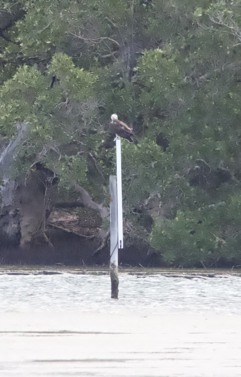 Osprey - ML616611051
