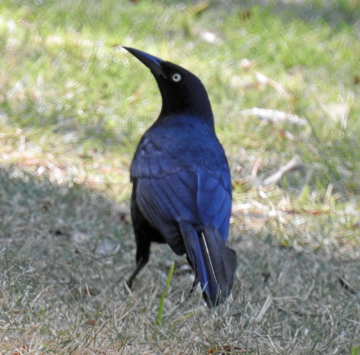 Greater Antillean Grackle - ML616611053