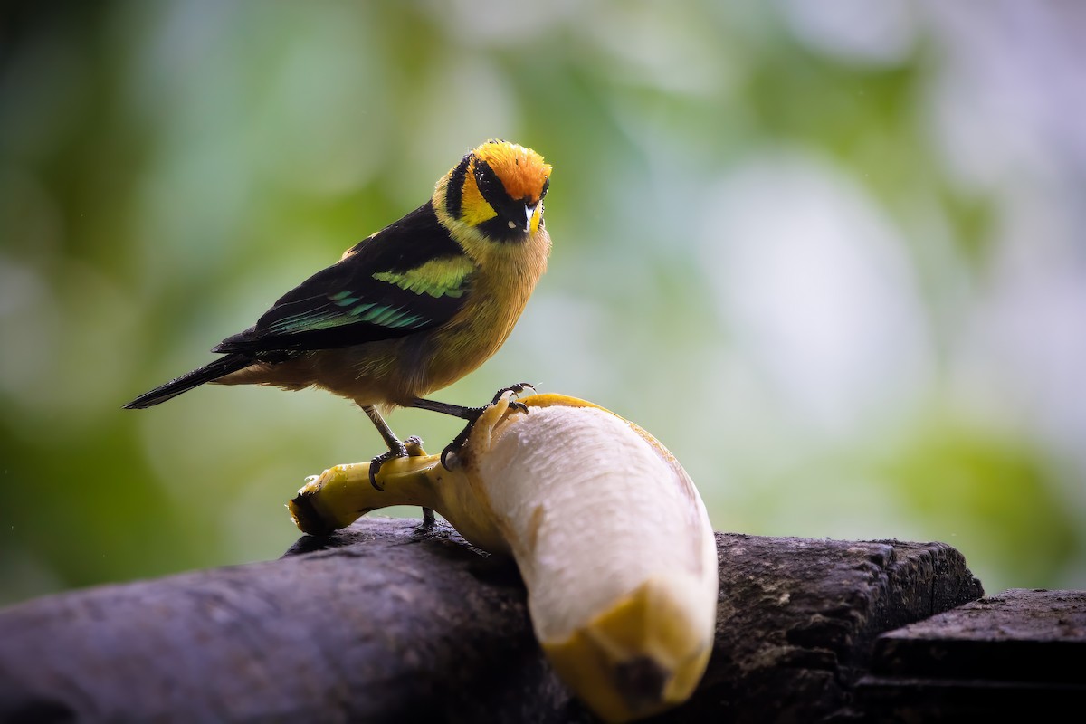 Flame-faced Tanager - Briana Fisher