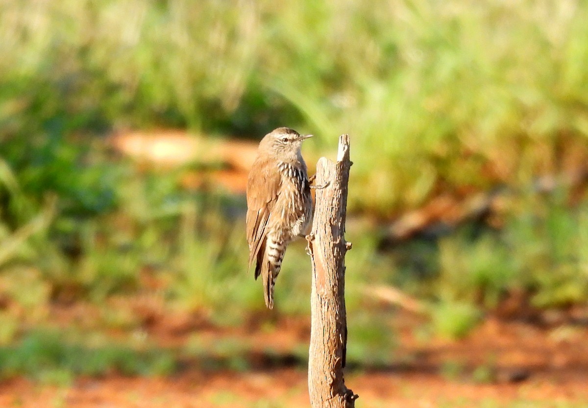 White-browed Treecreeper - ML616611069