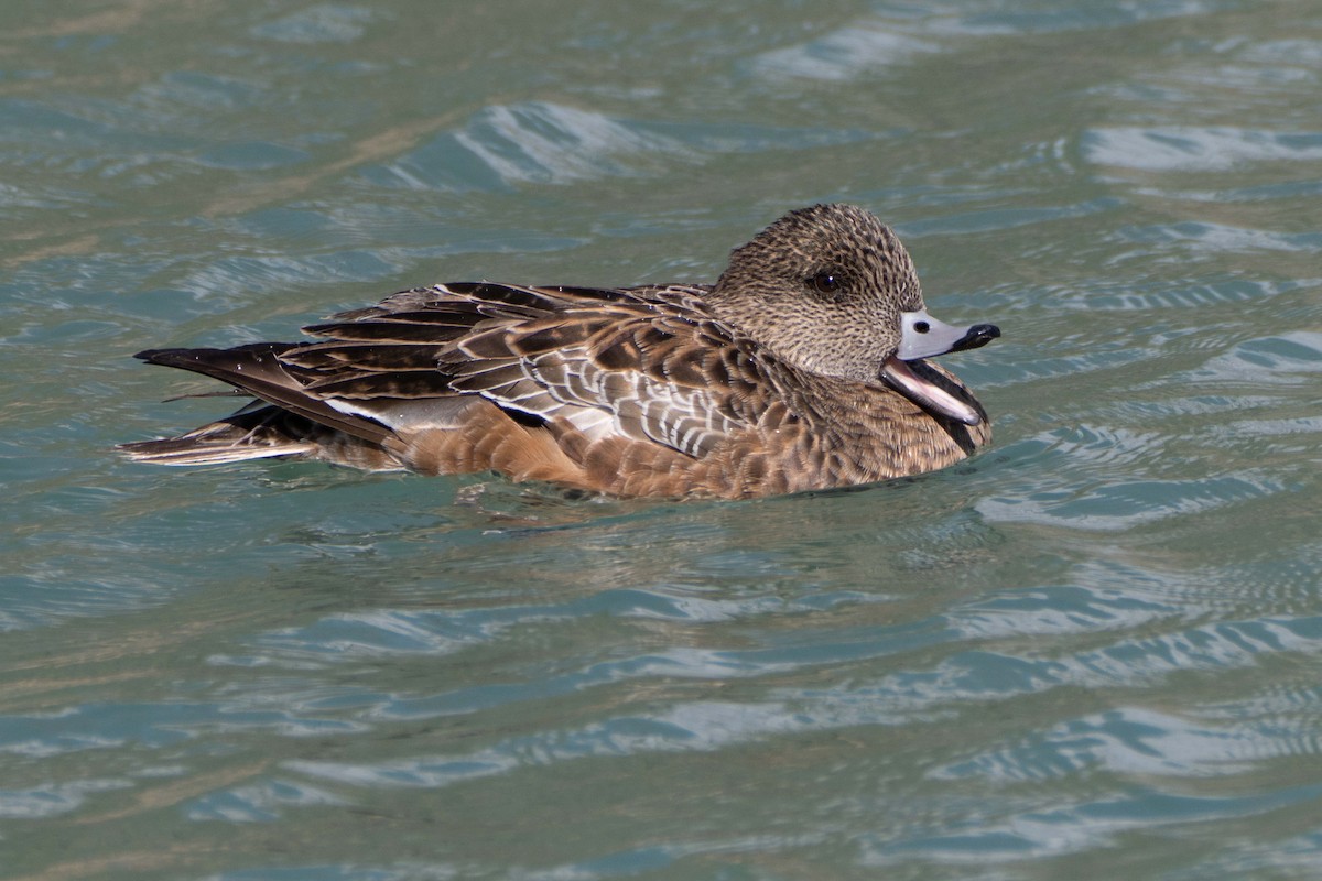 American Wigeon - Susan Elliott