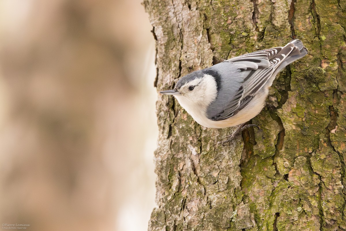 White-breasted Nuthatch - ML616611170