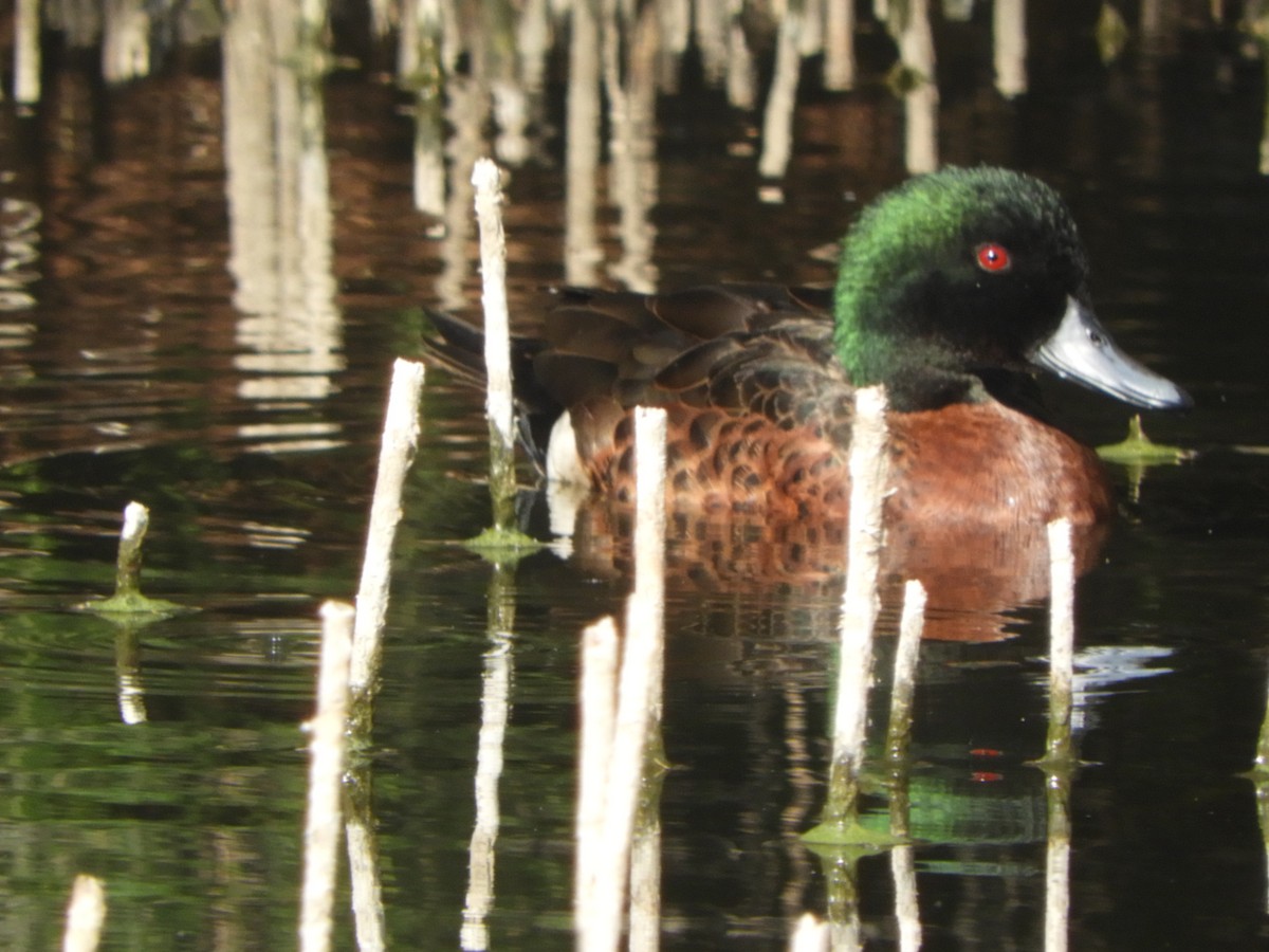 Chestnut Teal - Charles Silveira