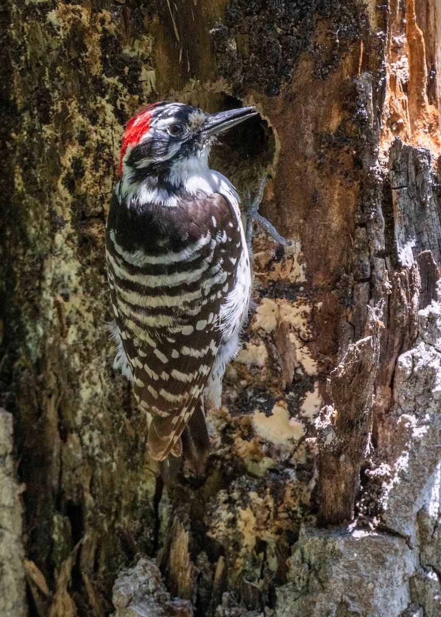 Nuttall's Woodpecker - ML616611195