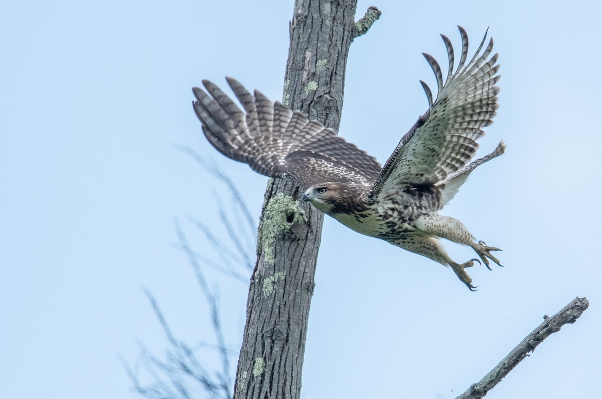 Red-tailed Hawk - ML616611218