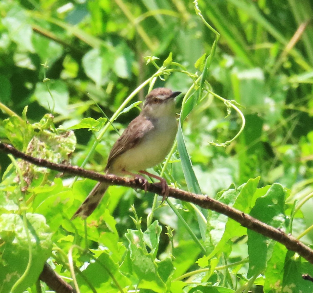 Plain Prinia - Klaus & Jean Schaefer