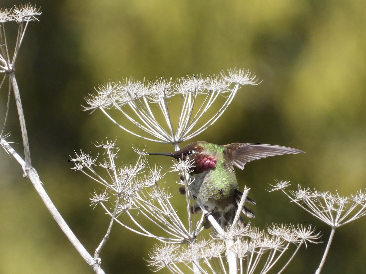 Anna's Hummingbird - ML616611237