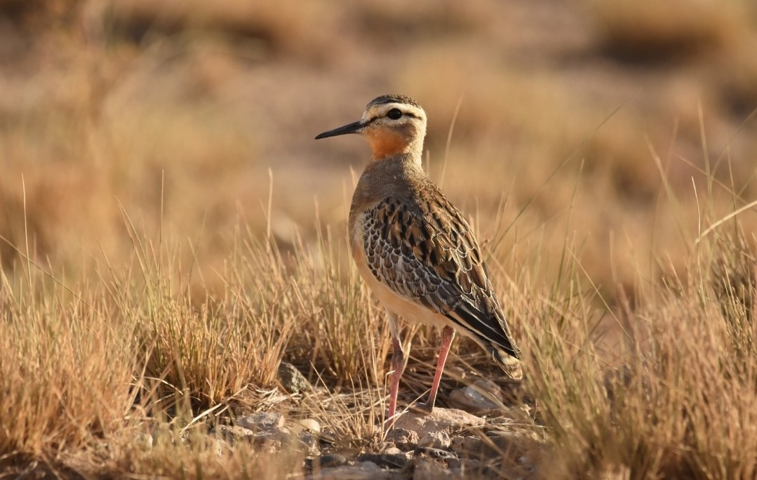 Tawny-throated Dotterel - ML616611260