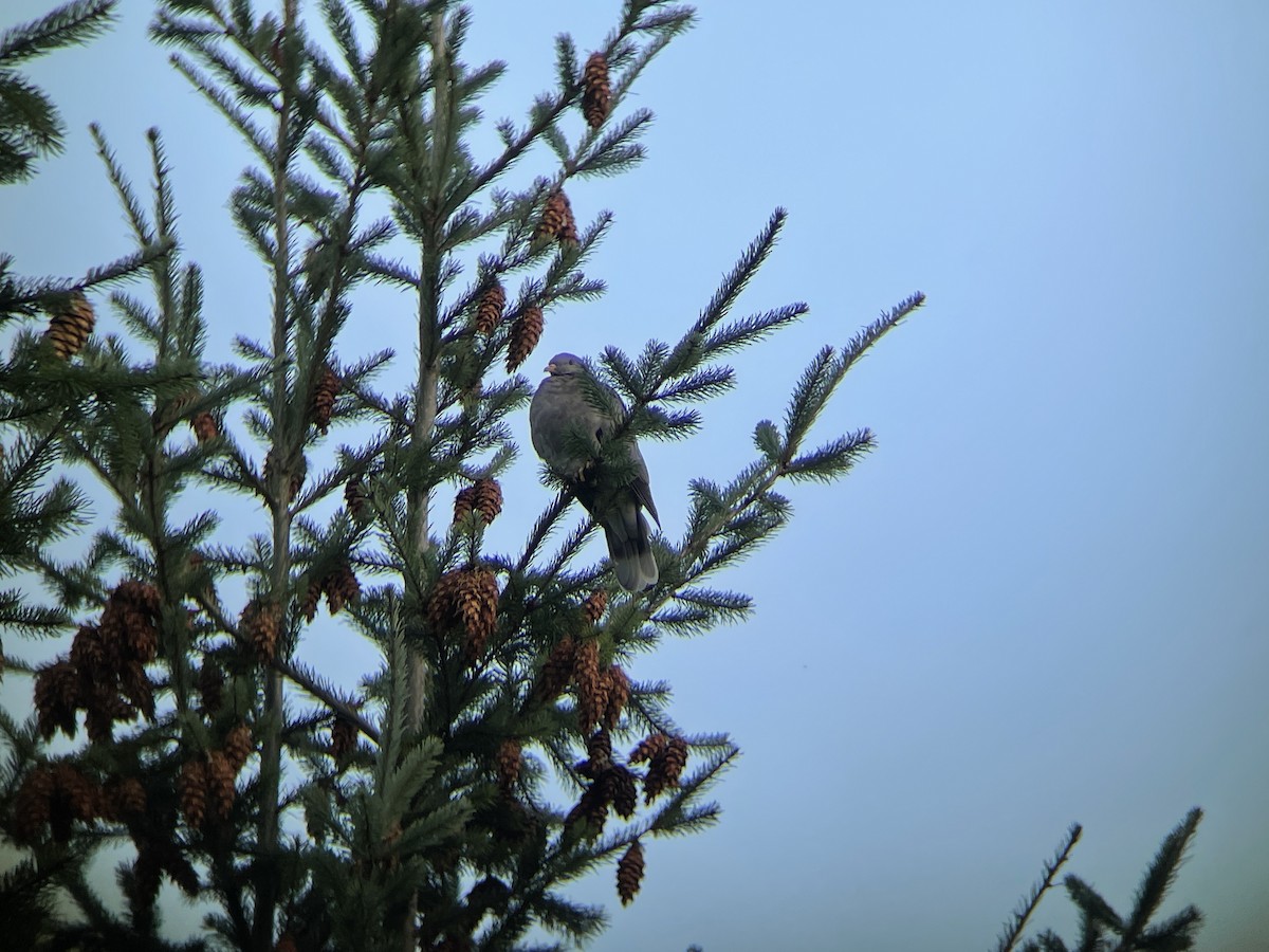 Band-tailed Pigeon - ML616611310