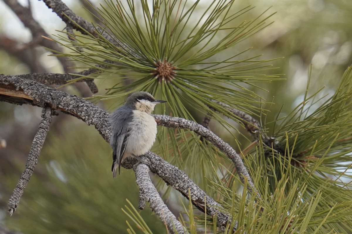 Pygmy Nuthatch - Bob Plohr