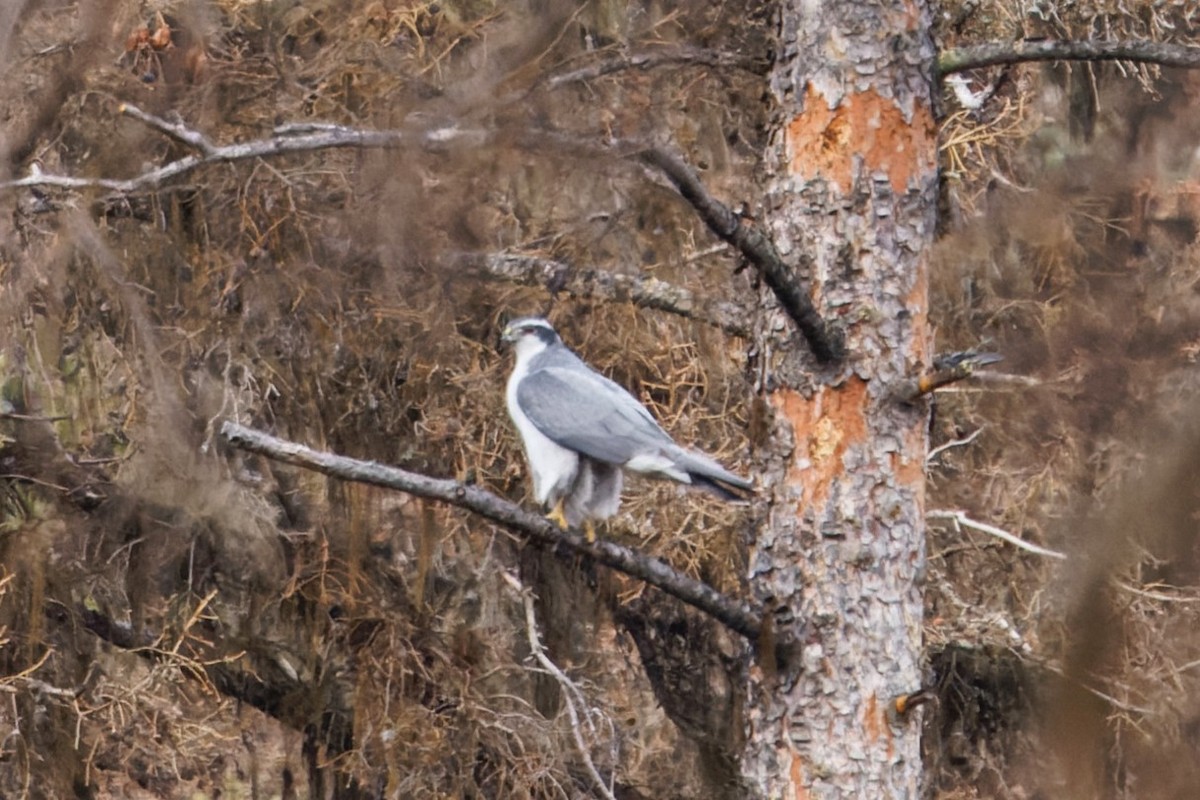 American Goshawk - ML616611326