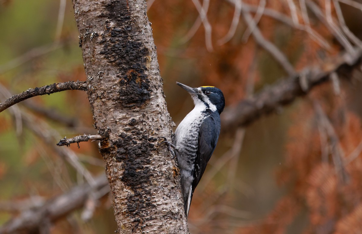 Black-backed Woodpecker - ML616611338