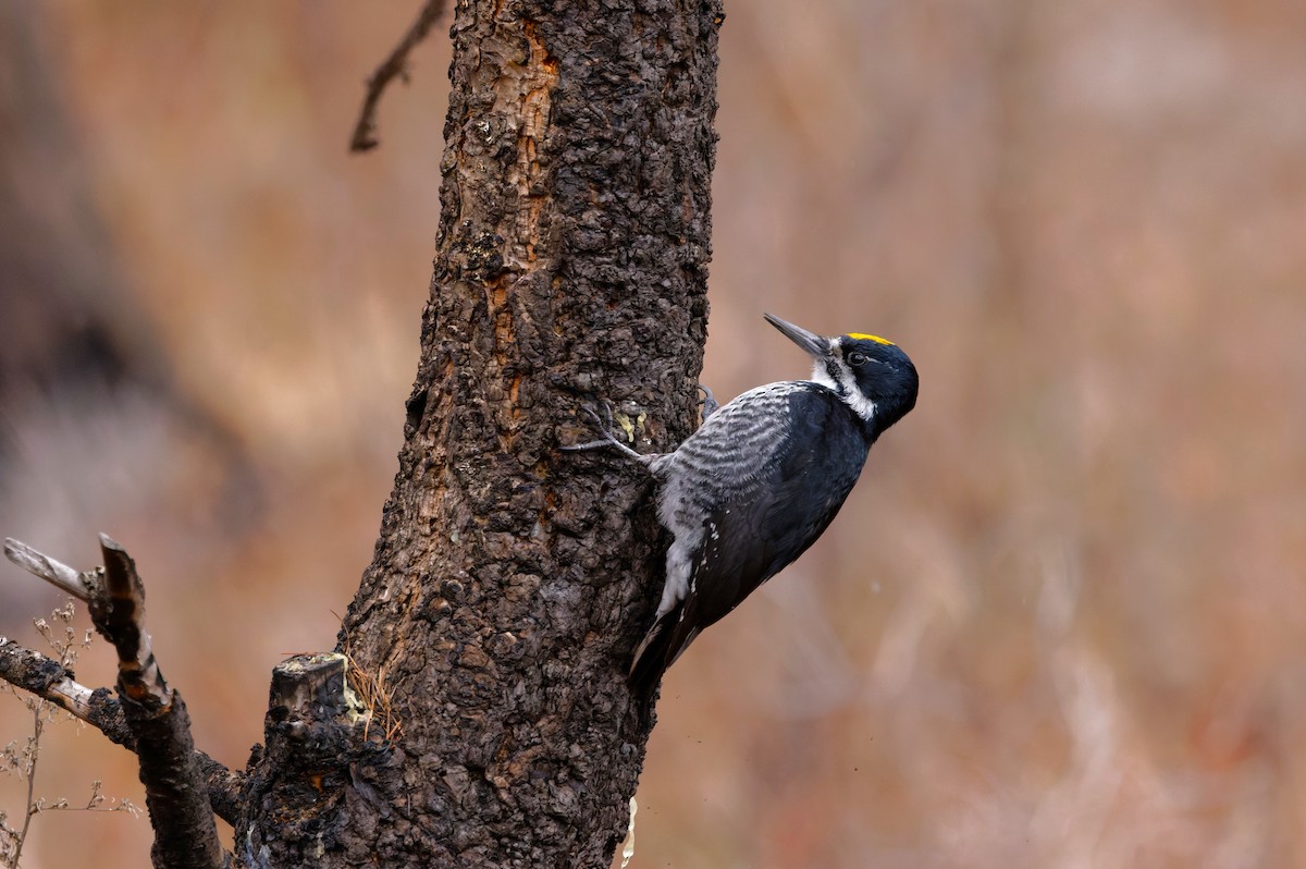 Black-backed Woodpecker - ML616611340