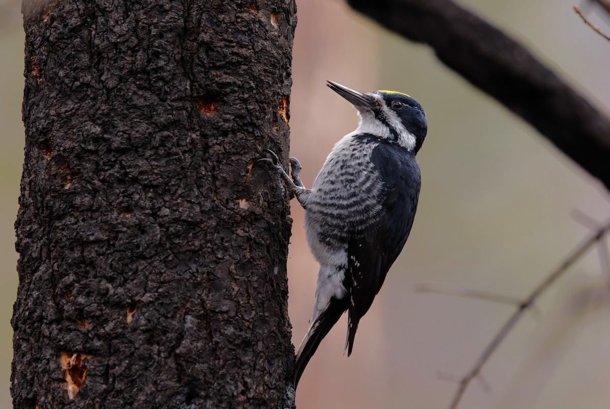 Black-backed Woodpecker - ML616611347