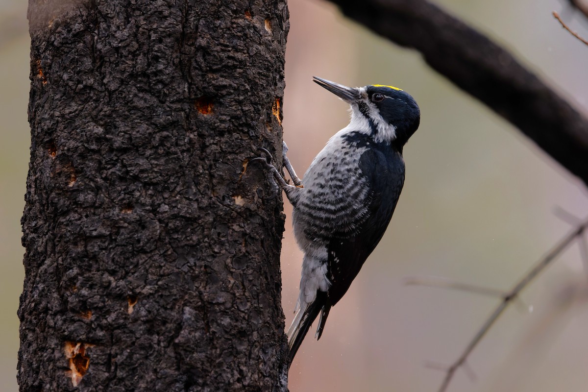 Black-backed Woodpecker - ML616611348