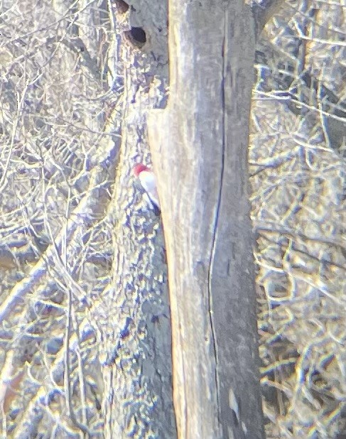 Red-headed Woodpecker - Greg J